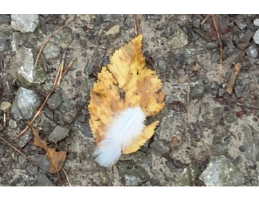 Vom äußeren Licht zur inneren Kraft - Herbst Tag u Nachtgleiche, Michaeli