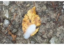 Vom äußeren Licht zur inneren Kraft - Herbst...