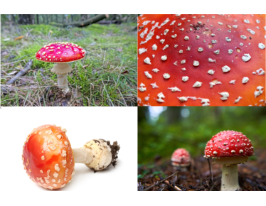 Fliegenpilz - zwischen Mythos, Magie und Wirklichkeit