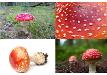 Fliegenpilz - zwischen Mythos, Magie und Wirklichkeit